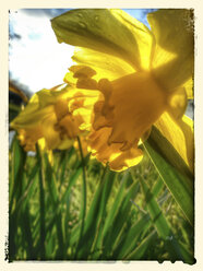 Gelbe Narzisse (Narcissus pseudonarcissus), Narzissen, Frühling, Deutschland - CSF021228