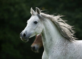 Deutschland, Baden-Württemberg, Arabisches Pferd, Equus ferus caballus - SLF000394