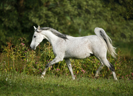 Deutschland, Baden-Württemberg, Arabisches Pferd, Equus ferus caballus, Traber - SLF000395