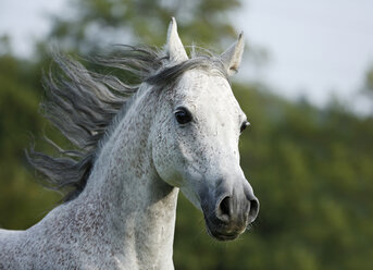 Deutschland, Baden-Württemberg, Arabisches Pferd, Equus ferus caballus, Galoppieren - SLF000397