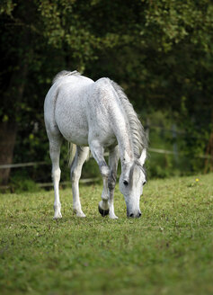 Deutschland, Baden-Württemberg, Arabisches Pferd, Equus ferus caballus - SLF000398