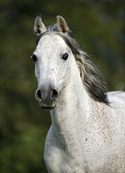 Deutschland, Baden-Württemberg, Arabisches Pferd, Equus ferus caballus - SLF000399