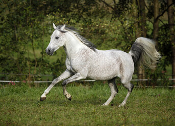 Deutschland, Baden-Württemberg, Arabisches Pferd, Equus ferus caballus - SLF000400