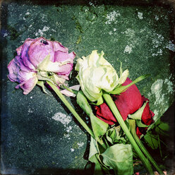 Deutschland, Baden-Württemberg, Stuttgart, Friedhof, verwelkte Rosen auf alter Steinplatte, vertrocknet, Trauer, Erinnerung, Liebe, Vergänglichkeit - WDF002490