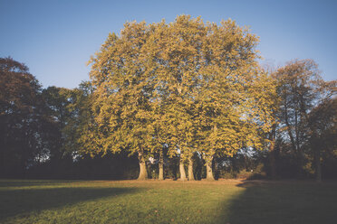 Deutschland, Hamburg, Jenischpark, Bäume im Herbst - MSF003765