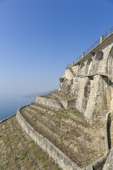 Schweiz, Waadt, Rivaz, Lavaux, Weinberg an der Route de la Corniche - MSF003774