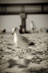 USA, Florida, Naples, Möwe, Larus, am Strand - STC000014