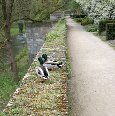 Niederlande, Maastricht, zwei Erpel auf Stadtmauer, lizenzfreies Stockfoto