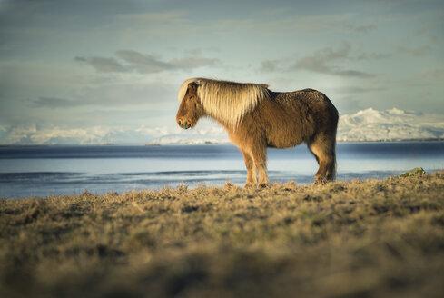 Iceland, Iceland horse in front of Vatnajokull mountains - STCF000032