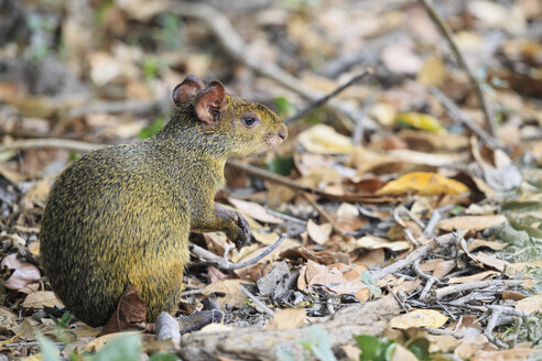 Südamerika, Brasilia, Mato Grosso do Sul, Pantanal, Mittelamerikanisches Agouti, Dasyprocta punctata - FOF006515