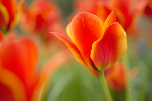 Rot-orangefarbene Tulpen - ELF000936