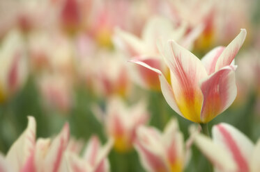 Mehrfarbige Tulpen auf einer Wiese - ELF000937