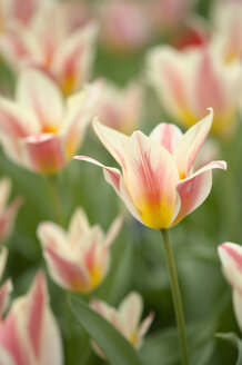 Mehrfarbige Tulpen auf einer Wiese - ELF000938