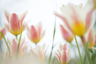 Mehrfarbige Tulpen auf einer Wiese - ELF000939