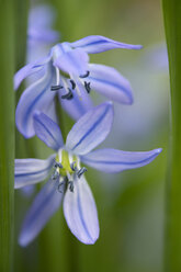 Two blossoms of Siberian squill - ELF000941