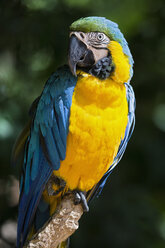 Brazil, portrait of blue and yellow macaw - FOF006493