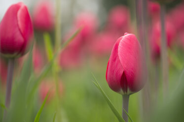 Rosa Tulpen - ELF000943