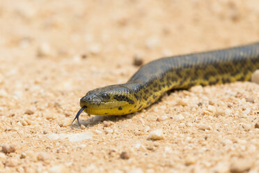 Südamerika, Brasilia, Mato Grosso do Sul, Pantanal, Gelbe Anakonda, Eunectes notaeus - FOF006520