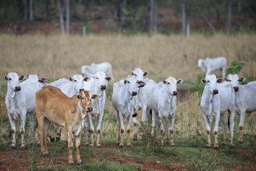 South America, Brasilia, Mato Grosso do Sul, Pantanal, Zebus, Bos taurus indicus - FOF006522