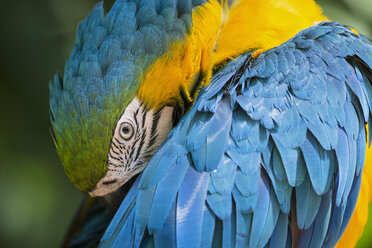 Brazil, portrait of blue and yellow macaw - FOF006496