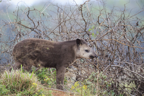 Südamerika, Brasilia, Mato Grosso do Sul, Pantanal, Brasilianischer Tapir, Tapirus terrestris - FO006523