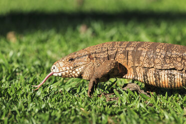 Südamerika, Brasilia, Parana, Iguazu-Nationalpark, Argentinischer schwarz-weißer Tegu, Tupinambis merianae - FOF006525