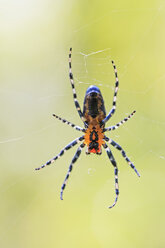 Südamerika, Brasilia, Parana, Iguazu National Park, Orbweber, Alpaida sp - FOF006526