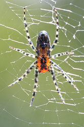 Südamerika, Brasilia, Parana, Iguazu National Park, Orbweber, Alpaida sp - FO006527