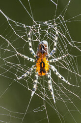 Südamerika, Brasilia, Parana, Iguazu National Park, Orbweber, Alpaida sp - FOF006529