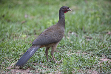 Südamerika, Brasilia, Mato Grosso do Sul, Pantanal, Chaco Chachalaca, Ortalis canicollis - FOF006532