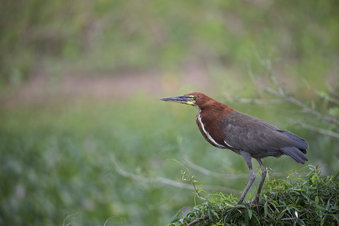 Südamerika, Brasilia, Mato Grosso do Sul, Pantanal, Rufescent Tiger Heron, Tigrisoma lineatum, lizenzfreies Stockfoto