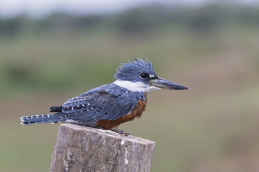 Südamerika, Brasilia, Mato Grosso do Sul, Pantanal, Ringeisvogel, Megaceryle torquata - FOF006549