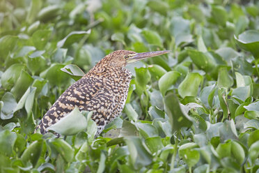 Südamerika, Brasilia, Mato Grosso do Sul, Pantanal, Rufescent Tiger Heron, Tigrisoma lineatum - FOF006551