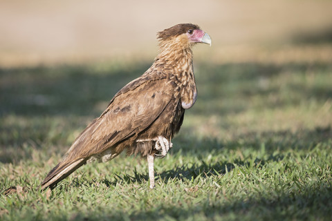 Südamerika, Brasilia, Mato Grosso do Sul, Pantanal, Südlicher Karakara, Caracara plancus, lizenzfreies Stockfoto