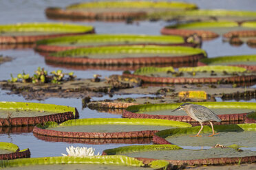 South America, Brasilia, Mato Grosso do Sul, Pantanal, Striated Heron, Butorides striata, on lily pad - FOF006554
