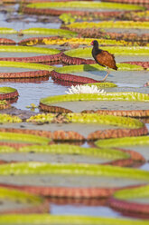 South America, Brasilia, Mato Grosso do Sul, Pantanal, Wattled Jacana, Jacana jacana, on lily pad - FOF006555