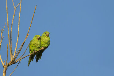 Südamerika, Brasilia, Mato Grosso do Sul, Pantanal, Kanarenflügelsittiche, Brotogeris versicolorus - FOF006556