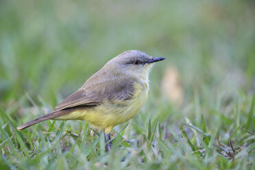 Südamerika, Brasilia, Mato Grosso do Sul, Pantanal, Rindertyrann, Machetornis rixosa - FOF006558