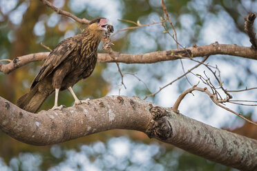 Südamerika, Brasilia, Mato Grosso do Sul, Pantanal, Südlicher Karakara, Caracara plancus, mit Beute - FOF006559