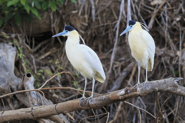 South America, Brasilia, Mato Grosso do Sul, Pantanal, Capped Herons, Pilherodius pileatus - FO006560