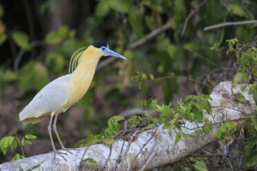 South America, Brasilia, Mato Grosso do Sul, Pantanal, Capped Heron, Pilherodius pileatus - FOF006561