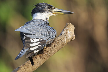 South America, Brasilia, Mato Grosso do Sul, Pantanal, Ringed Kingfisher, Megaceryle torquata - FOF006568