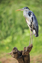 South America, Brasilia, Mato Grosso do Sul, Pantanal, Cocoi Heron, Ardea cocoi - FOF006569