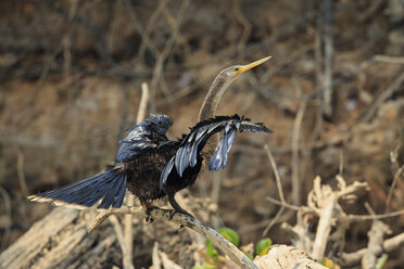 South America, Brasilia, Mato Grosso do Sul, Pantanal, American Darter, Anhinga anhinga - FOF006570