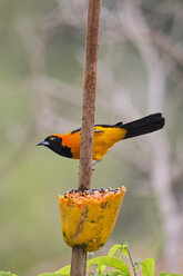 Südamerika, Brasilia, Mato Grosso do Sul, Pantanal, Orangerücken-Troupial, Icterus croconotus - FOF006571