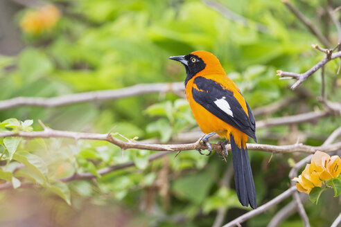 Südamerika, Brasilia, Mato Grosso do Sul, Pantanal, Orangerücken-Troupial, Icterus croconotus - FOF006572