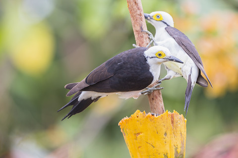 Südamerika, Brasilia, Mato Grosso do Sul, Pantanal, Weißspechte, Melanerpes candidus, lizenzfreies Stockfoto