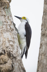 South America, Brasilia, Mato Grosso do Sul, Pantanal, White Woodpecker, Melanerpes candidus - FO006574