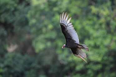South America, Brasilia, Mato Grosso do Sul, Pantanal, Turkey Vulture, Cathartes aura, flying - FO006575