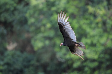 Südamerika, Brasilia, Mato Grosso do Sul, Pantanal, Truthahngeier, Cathartes aura, fliegend - FO006575